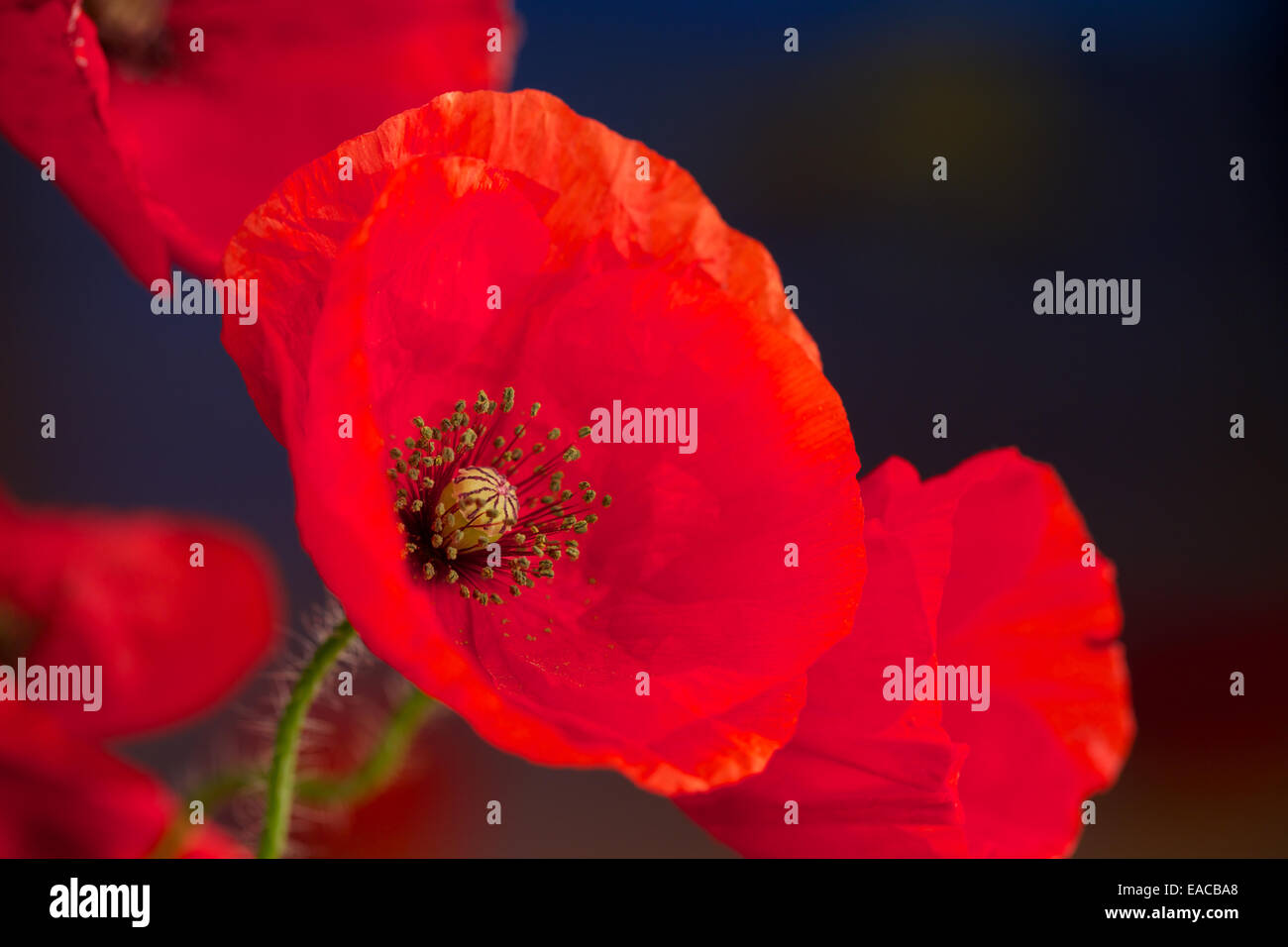 Close up di papaveri, fiore di papavero, riprese macro,retroilluminati. Il ricordo di papavero utilizzato per commemorare i soldati che sono morti in guerra. Foto Stock