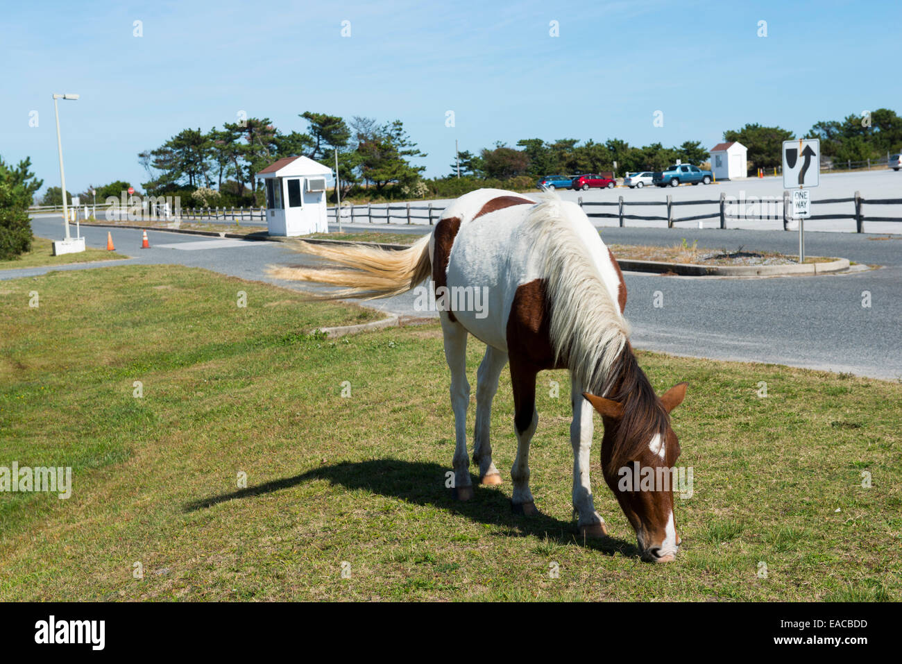 Un cavallo selvaggio a Assateague State Park, Ocean City Maryland USA Foto Stock