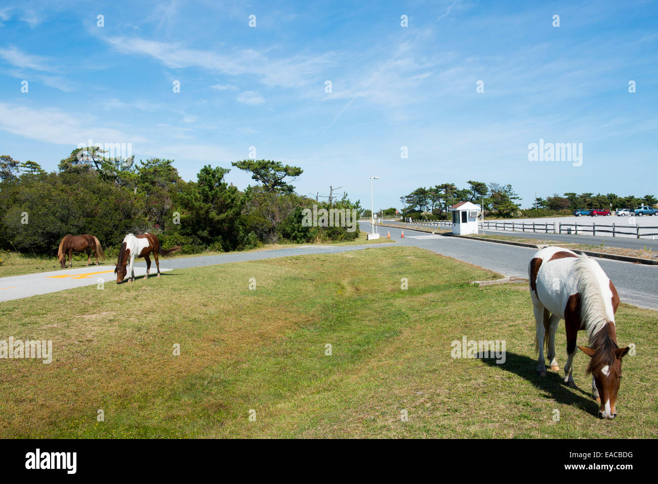 Cavalli selvaggi di Assateague State Park, Ocean City Maryland USA Foto Stock