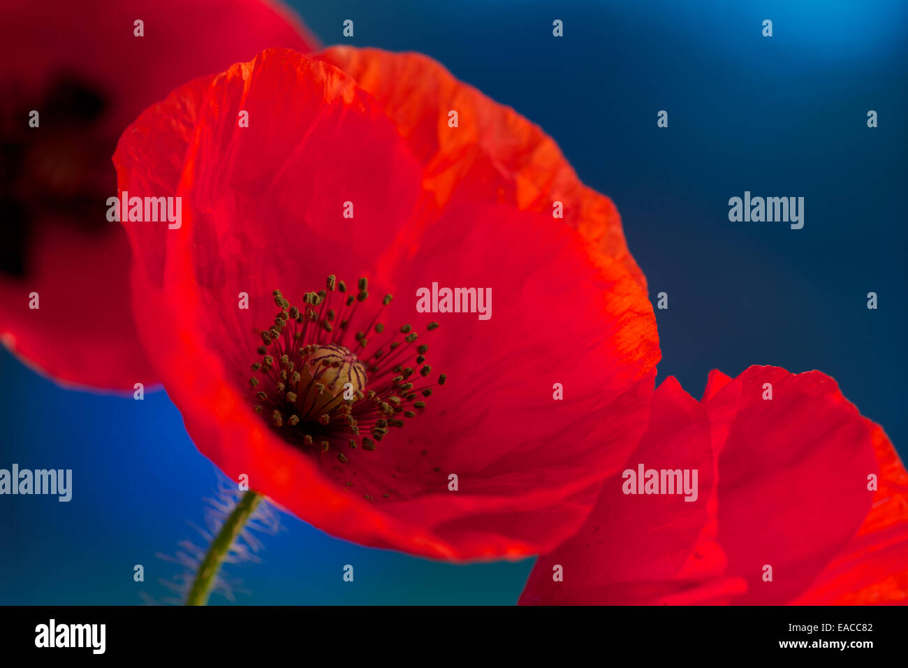 Close up di papaveri, fiore di papavero, riprese macro,retroilluminati. Il ricordo di papavero utilizzato per commemorare i soldati che sono morti in guerra. Foto Stock