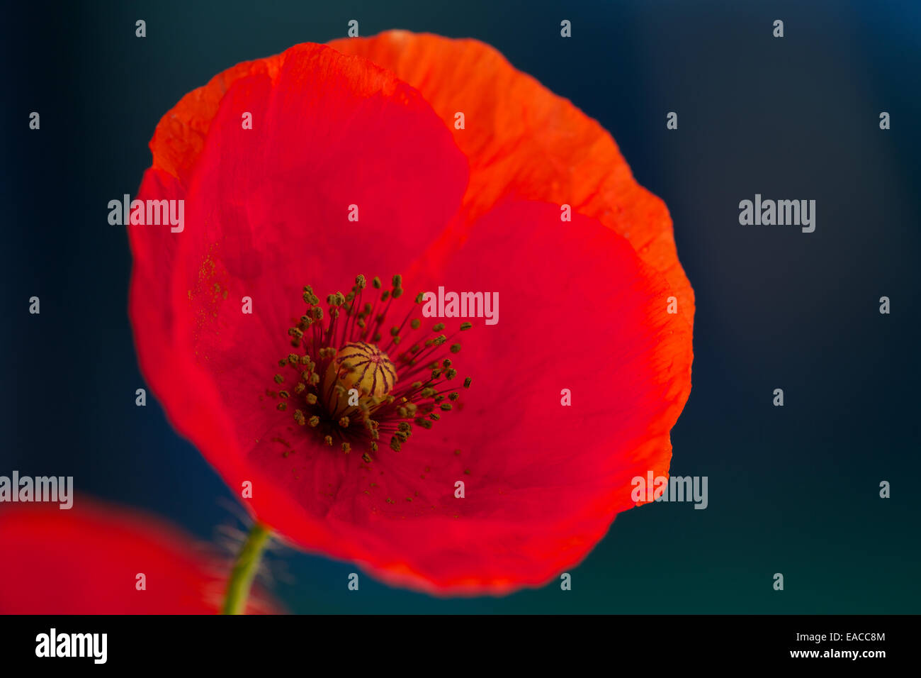 Close up di papaveri, fiore di papavero, riprese macro,retroilluminati. Il ricordo di papavero utilizzato per commemorare i soldati che sono morti in guerra. Foto Stock