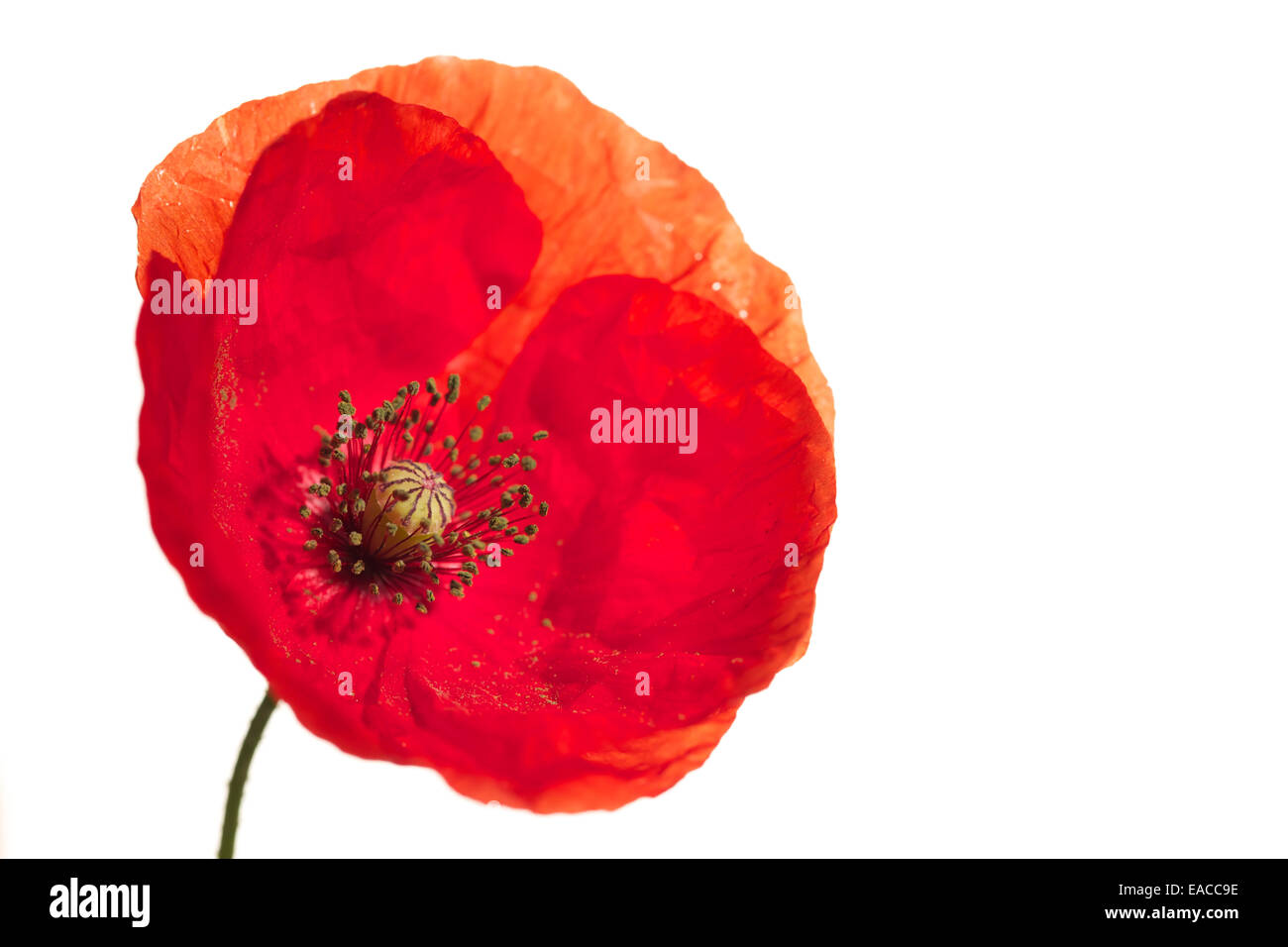 Close up di papaveri, fiore di papavero, riprese macro,retroilluminati. Il ricordo di papavero utilizzato per commemorare i soldati che sono morti in guerra. Foto Stock