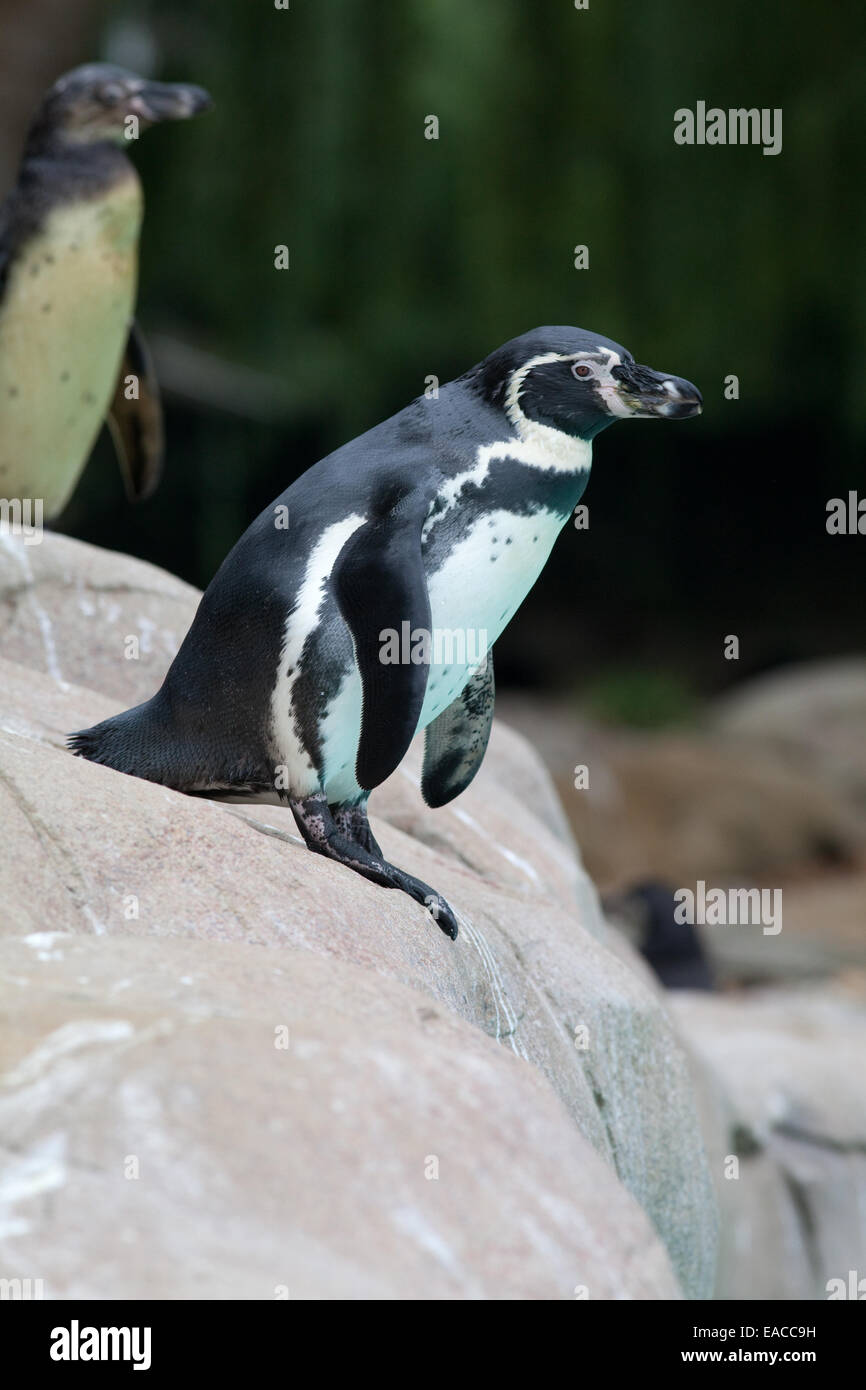 Humboldt, o peruviana, Penguin (Spheniscus Humboldti). Adulto. Penguin Beach presentano. Lo Zoo di Londra. Regent's Park. Londra. Regno Unito. Foto Stock