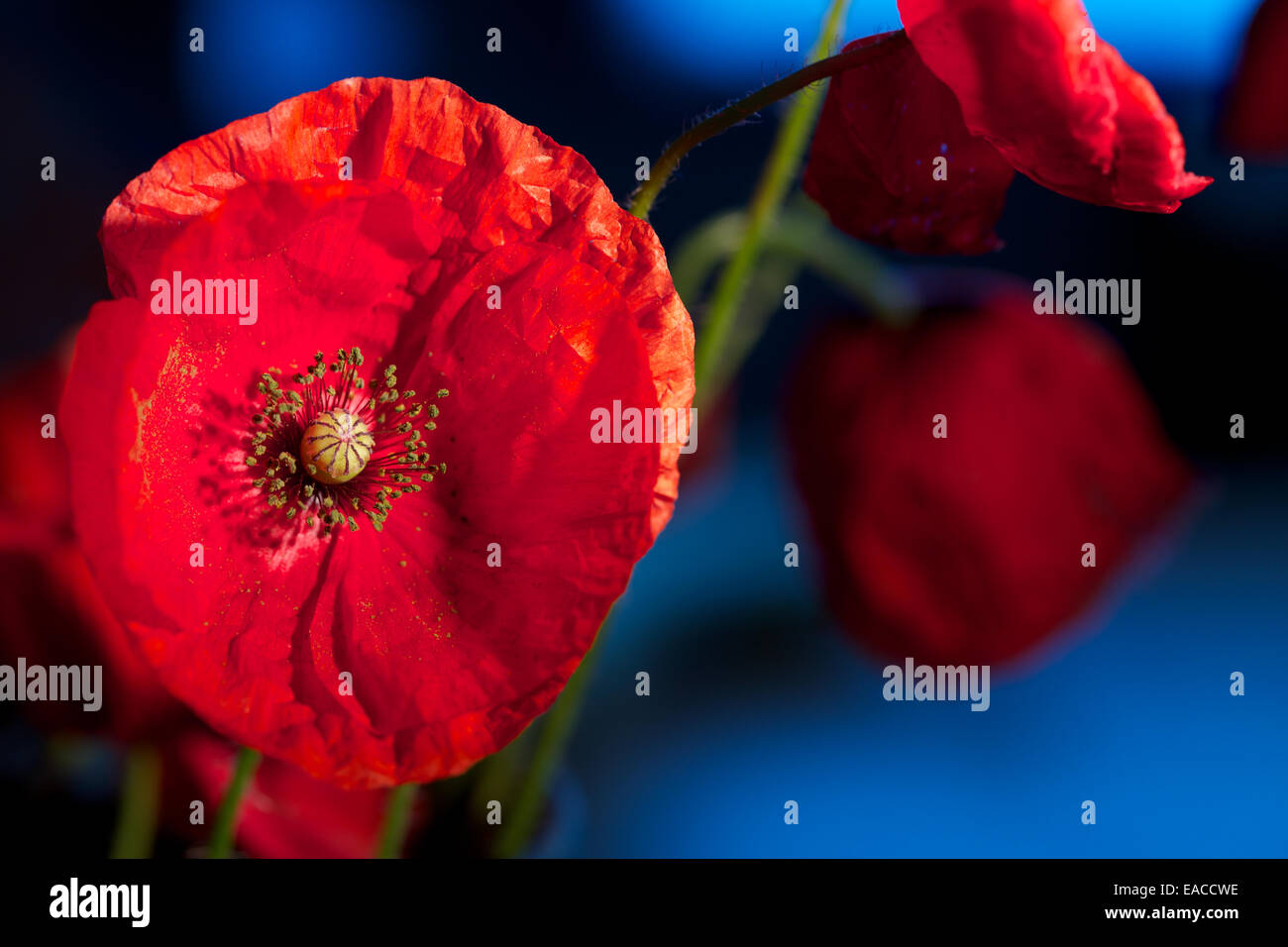 Close up di papaveri, fiore di papavero, riprese macro,retroilluminati. Il ricordo di papavero utilizzato per commemorare i soldati che sono morti in guerra. Foto Stock