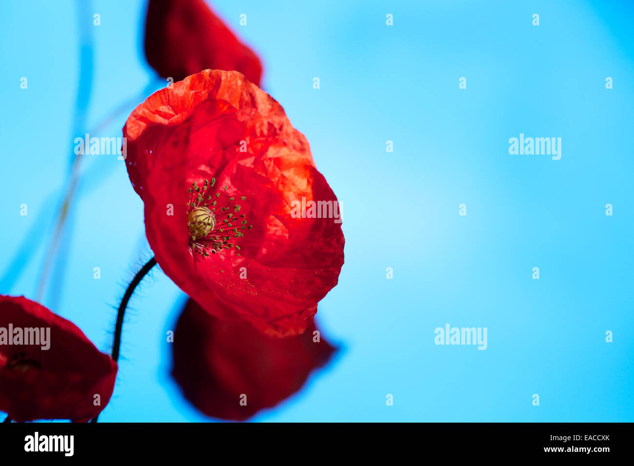 Close up di papaveri, fiore di papavero, riprese macro,retroilluminati. Il ricordo di papavero utilizzato per commemorare i soldati che sono morti in guerra. Foto Stock
