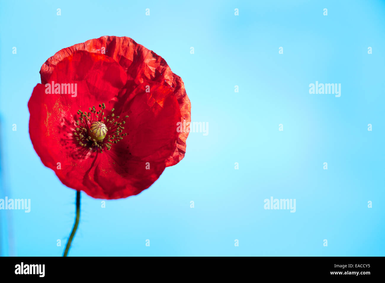 Close up di papaveri, fiore di papavero, riprese macro,retroilluminati. Il ricordo di papavero utilizzato per commemorare i soldati che sono morti in guerra. Foto Stock