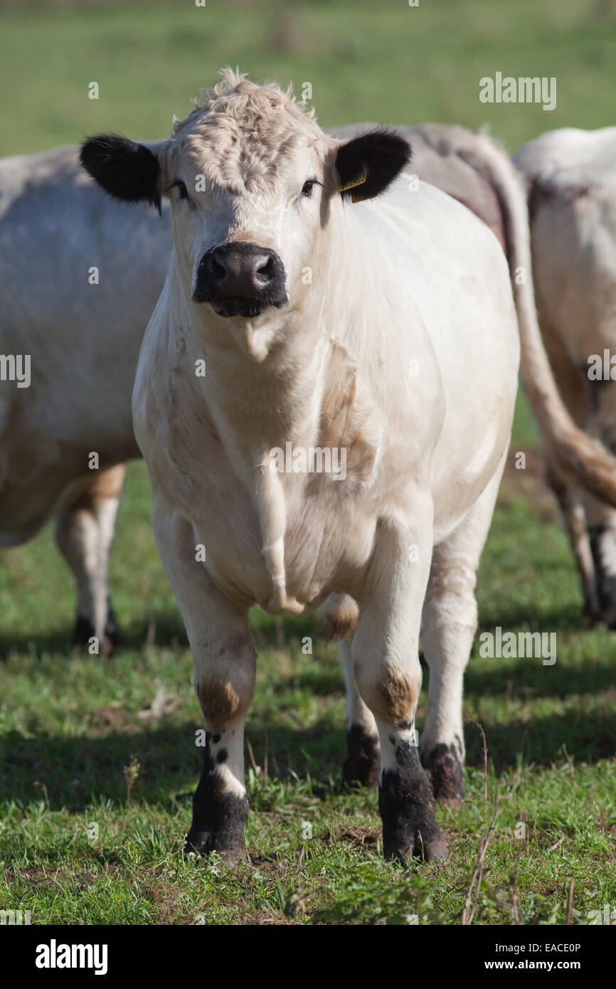 Parco bianco Torelli (Bos taurus). Bovini domestici. Polling, - corna rimosso. Suffolk. In Inghilterra. Foto Stock