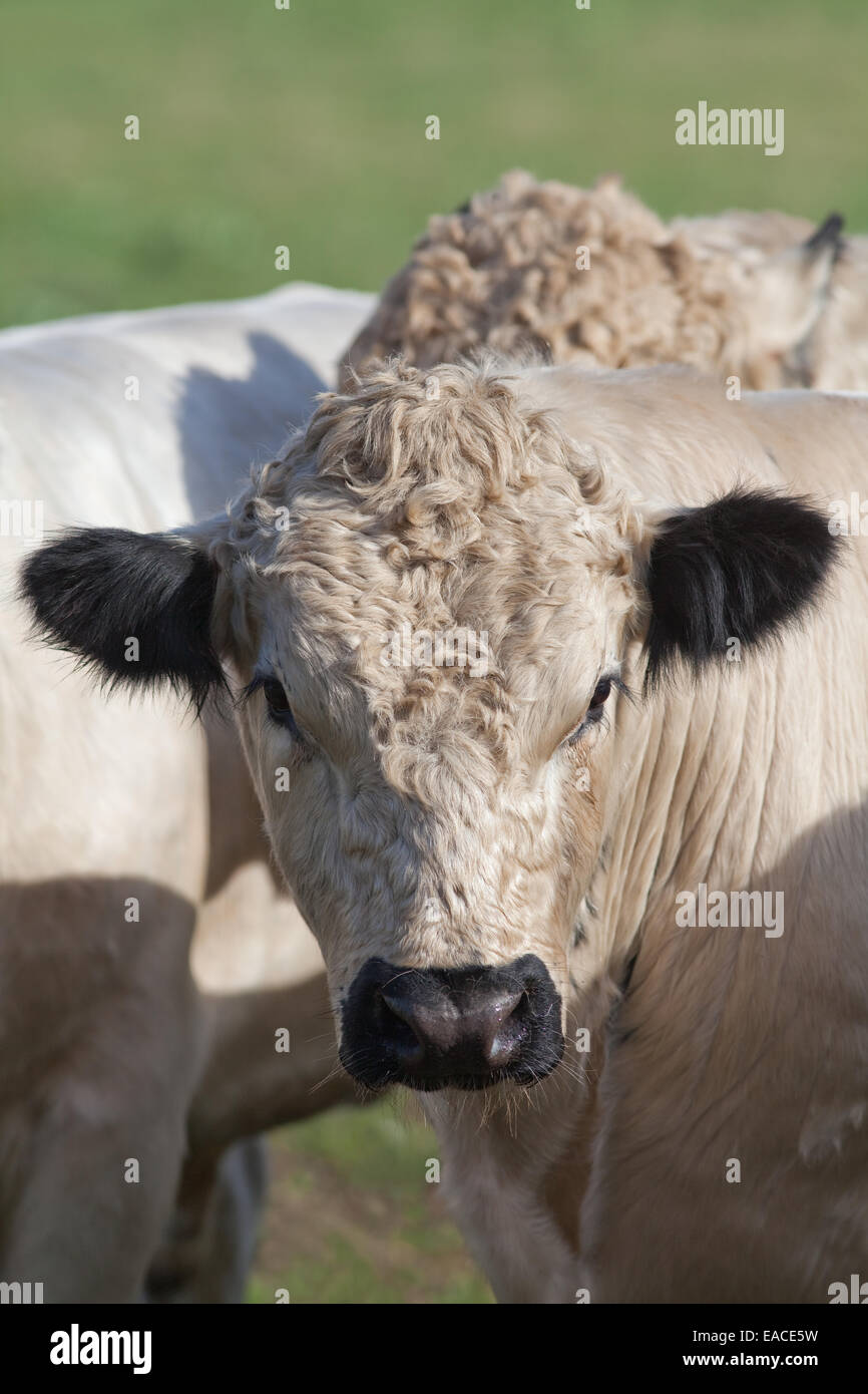 Parco bianco Bull (Bos taurus). Bovini domestici. Polling, - corna rimosso. Punti neri delle orecchie, delle palpebre e la museruola mostrato. Foto Stock