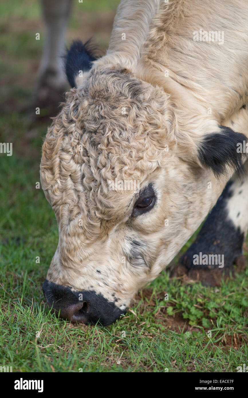 Parco bianco Bull (Bos taurus). Bovini domestici. Polling, - corna rimosso. Punti neri delle orecchie, delle palpebre e la museruola mostrato. Foto Stock