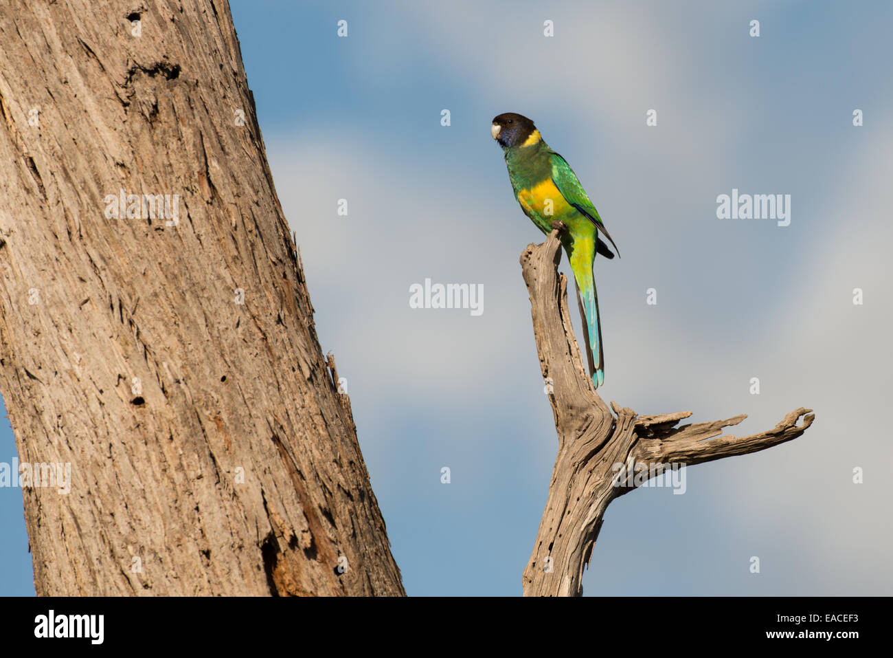Foto di stock di un australiano ringneck parrot appollaiato su un ramo. Foto Stock