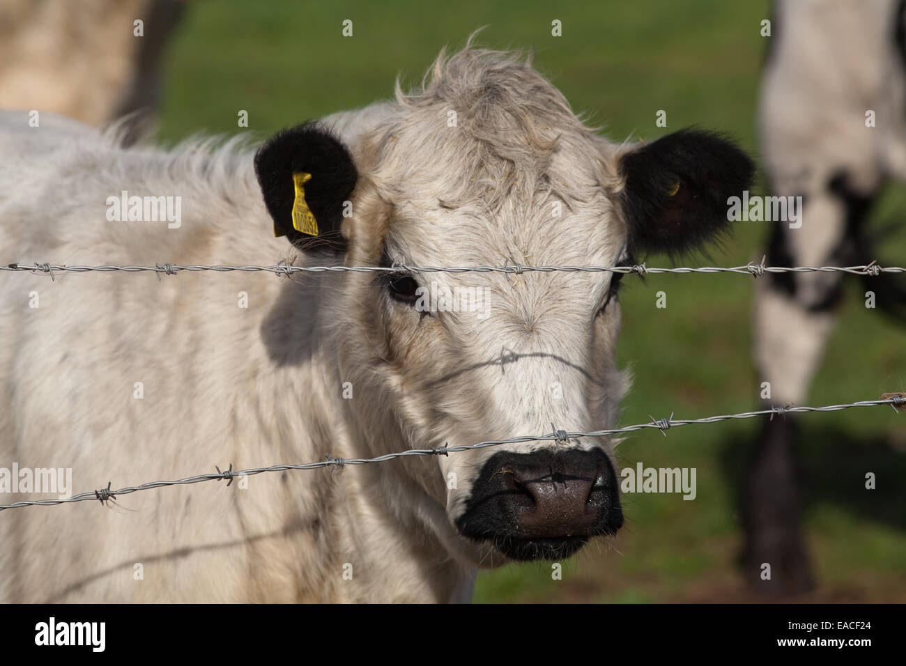 Parco bianco Vacca (Bos taurus). Bovini domestici. Polling, - corna rimosso. Dietro al filo spinato linea. Foto Stock
