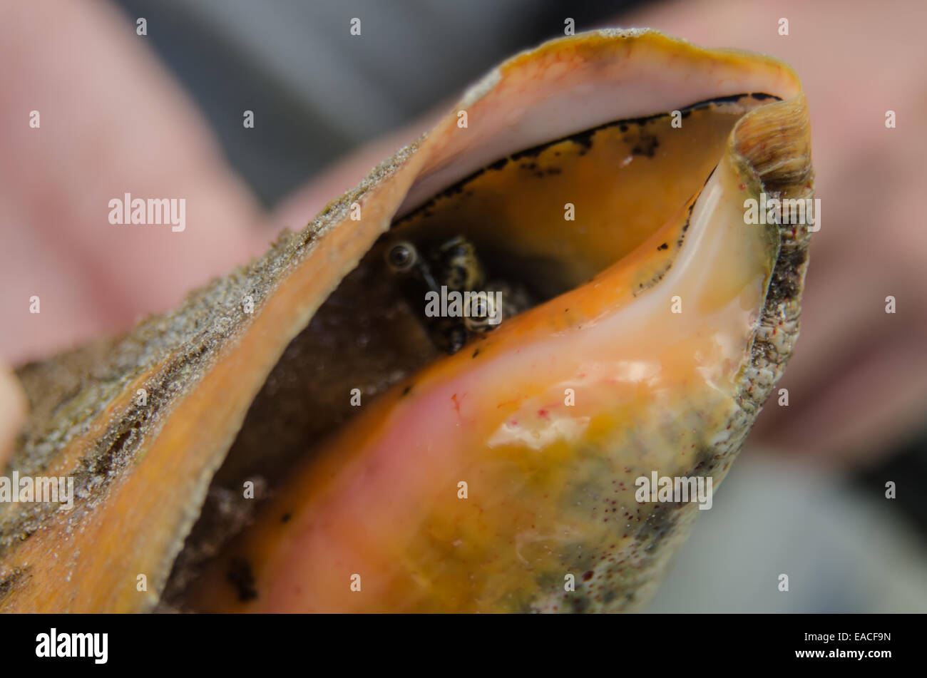 Gli occhi di un conch esprimere paura come picchi di esso fuori dal suo guscio di colore arancione Foto Stock