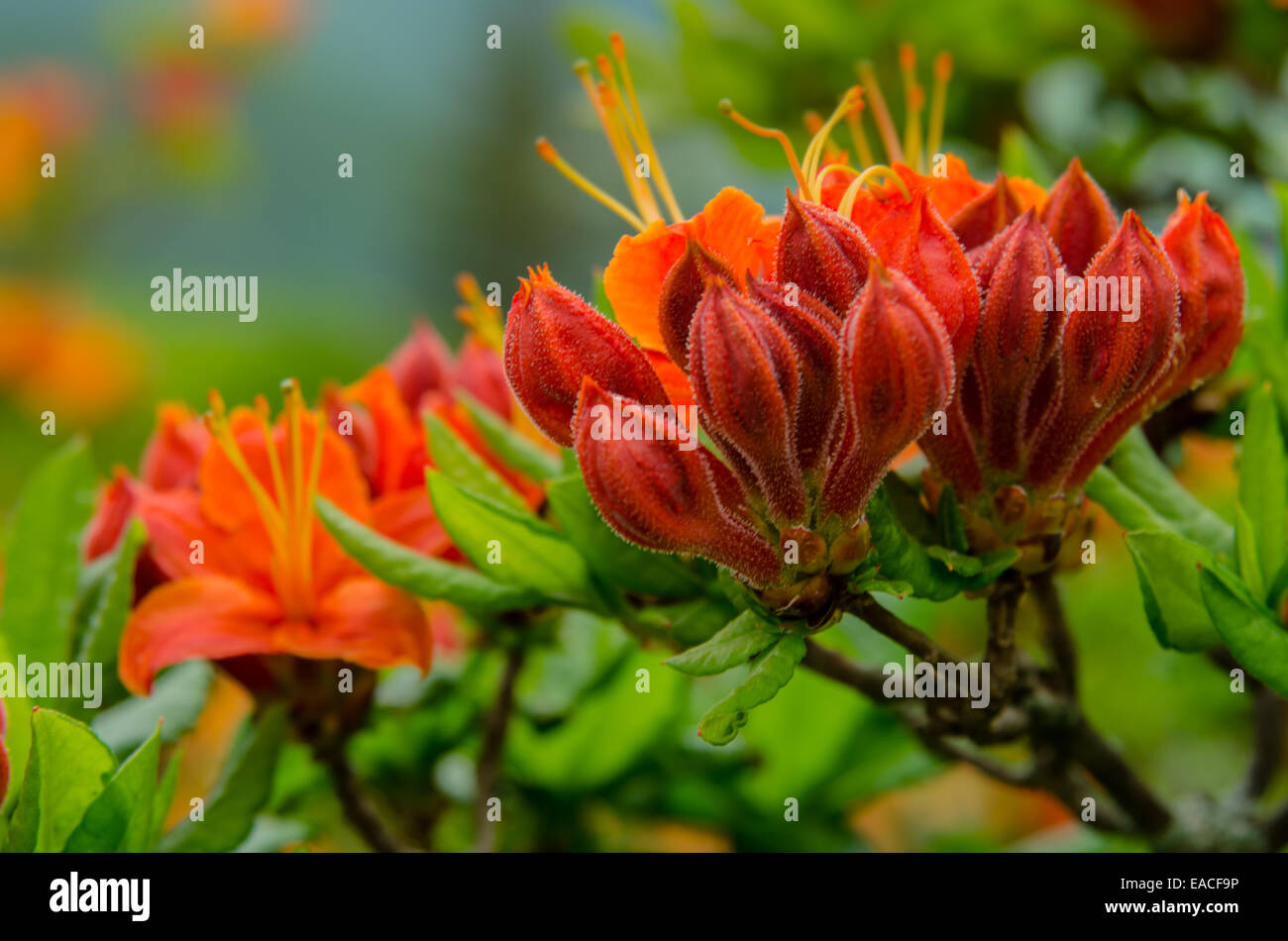 Fiori in diverse tonalità di arancio preparare al blumo durante il mese di giugno in montagna Stefano Highlands Foto Stock