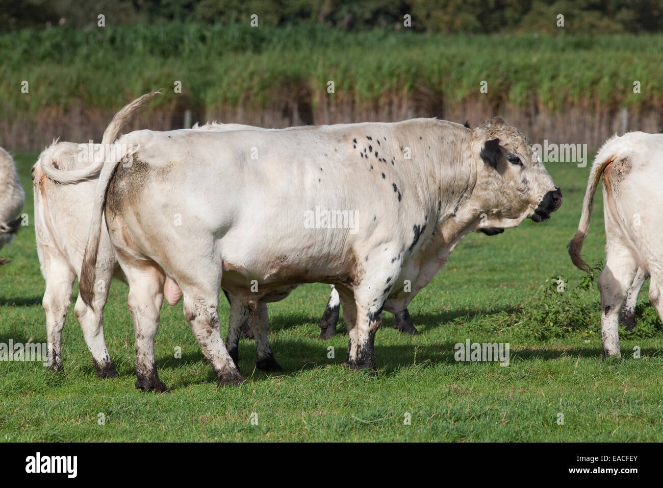 Parco bianco Bull (Bos taurus). Mezzo alla mandria di vacche. Bovini domestici. Polling, - corna rimosso. Punti neri delle orecchie, delle palpebre, museruola Foto Stock