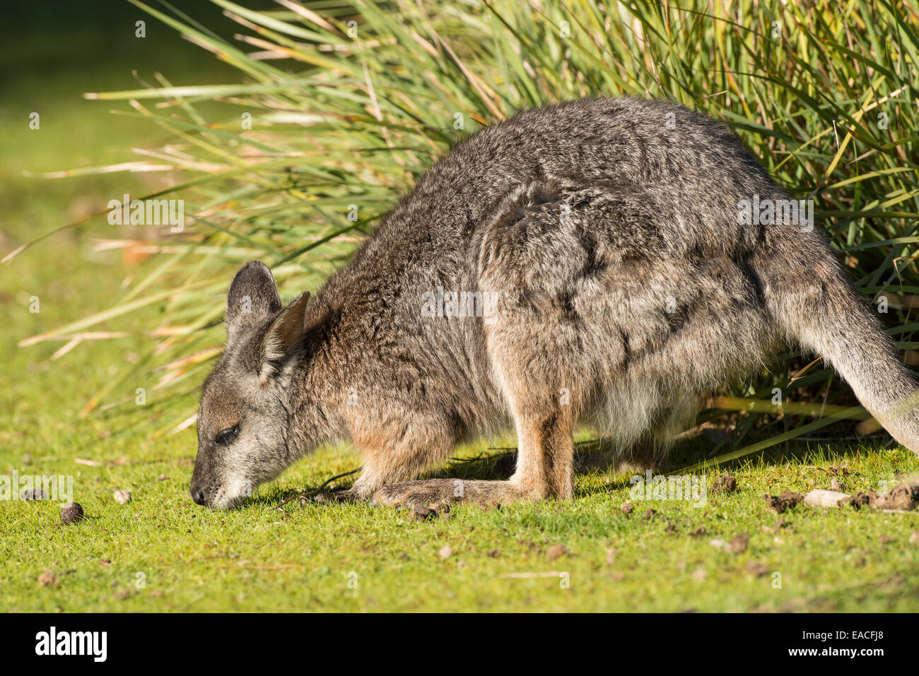 Foto di stock di Tammar wallaby su Kangaroo Island, in Australia. Foto Stock