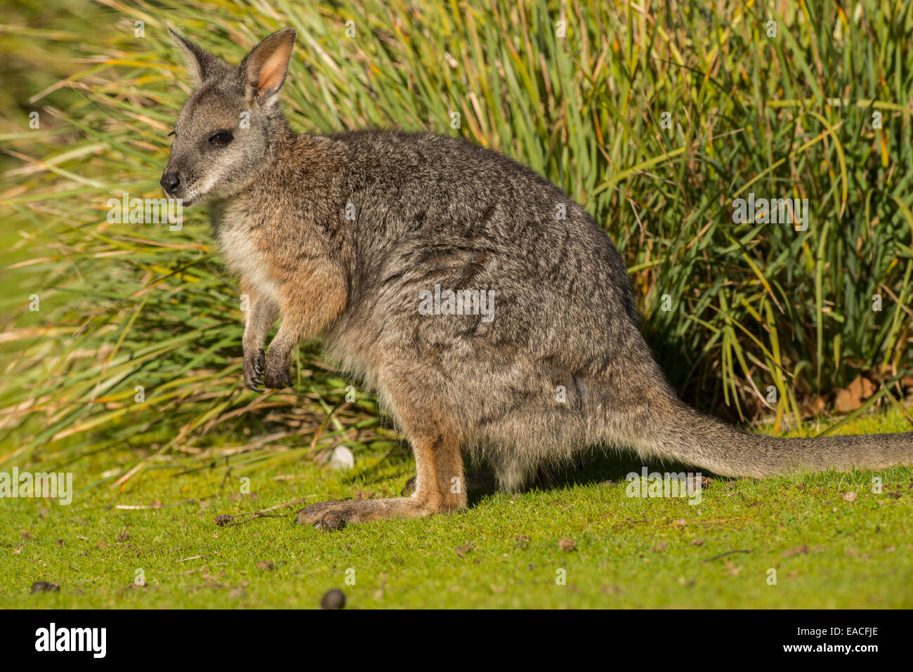 Foto di stock di Tammar wallaby su Kangaroo Island, in Australia. Foto Stock