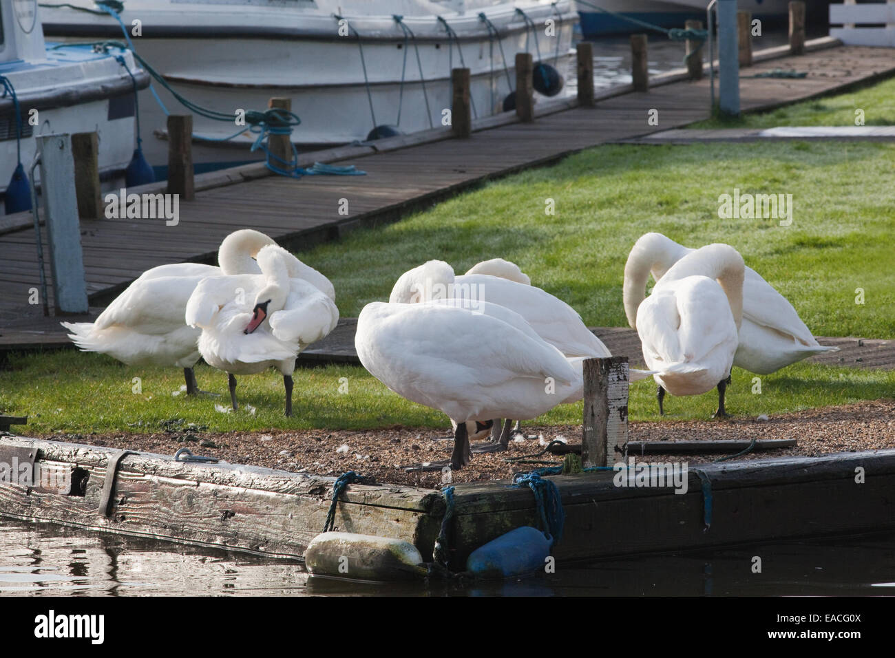 Cigni (Cygnus olor). Sei nessuno-volatili da riproduzione sul Quayside, preening. Secondo uccello dalla sinistra, raggiungendo oltre torna preen premistoppa Foto Stock