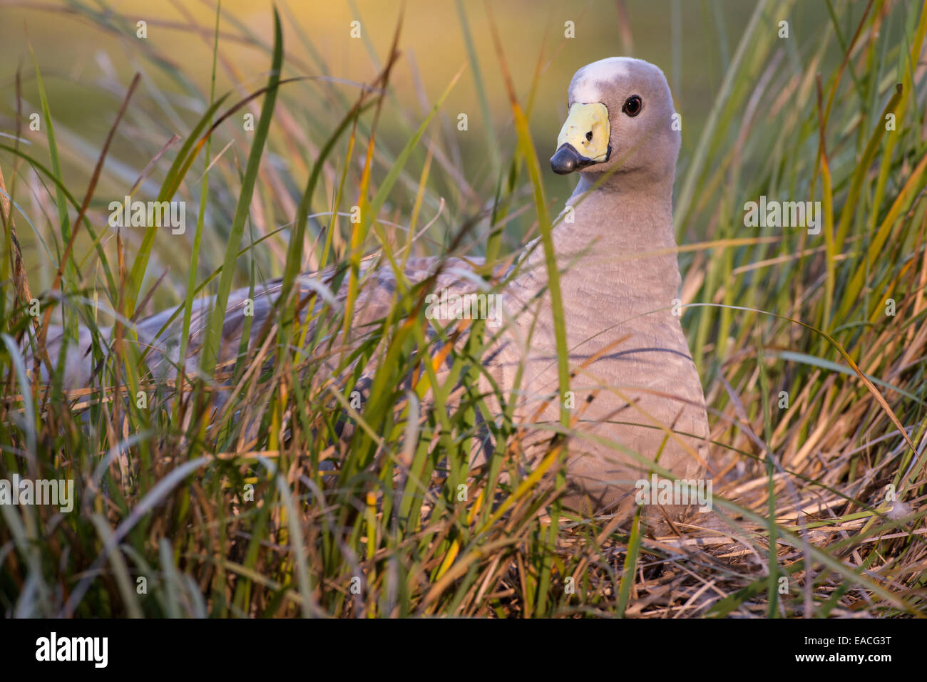 Foto di stock di un capo sterile goose seduto su un nido, Kangaroo Island, in Australia. Foto Stock