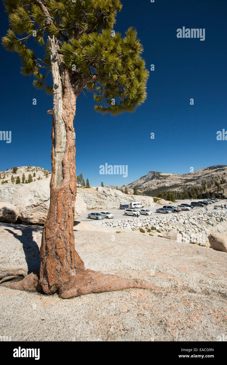 Un albero che cresce direttamente sul granito in Yosemite National Park, California, Stati Uniti d'America. Foto Stock