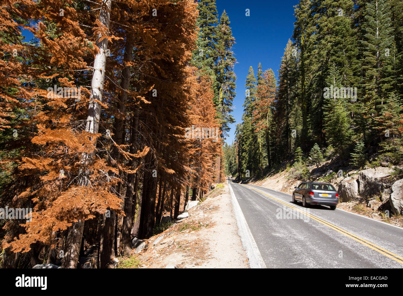 Wildfire danni nel Parco Nazionale di Yosemite in California, Stati Uniti d'America. La maggior parte della California è in eccezionale siccità, il grado più alto di classificazione della siccità che ha portato ad un aumento del numero di incendi. Foto Stock