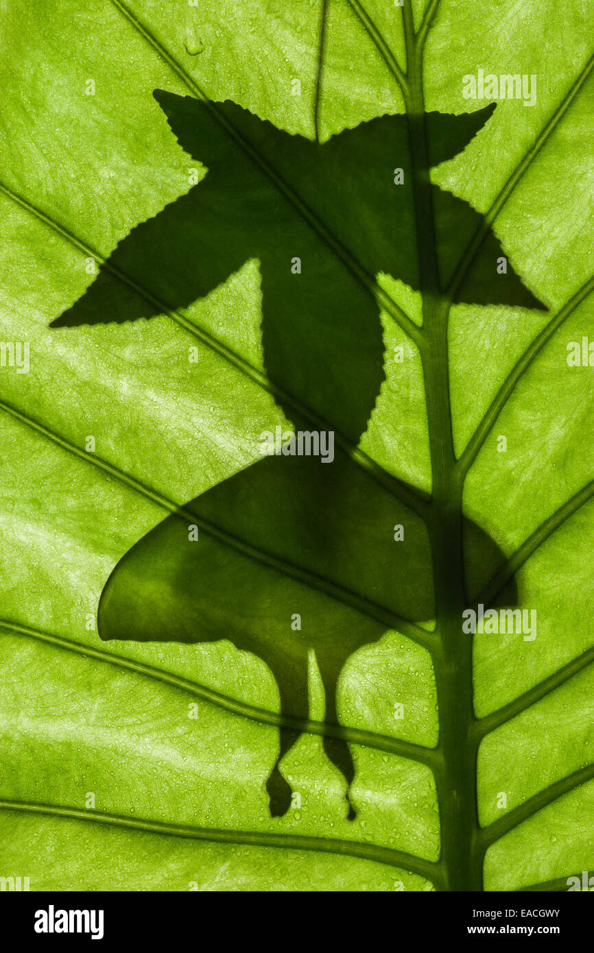 Luna Indiana Moth silhouette appeso Sweetgum foglia. Foto Stock