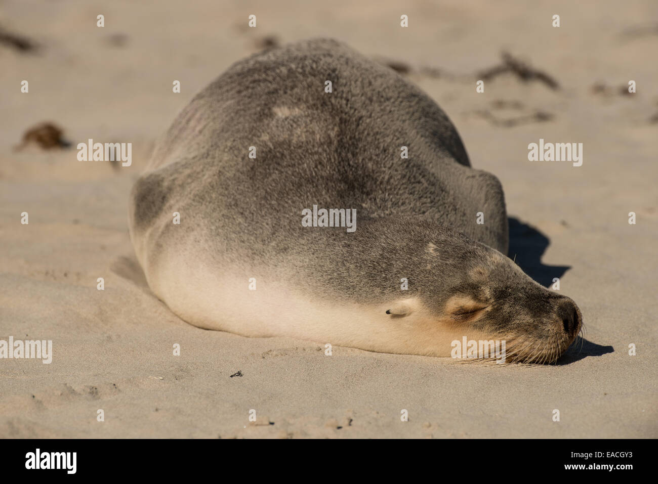 Foto di stock di un australiano Sea Lion in appoggio su una spiaggia su Kangaroo Island. Foto Stock