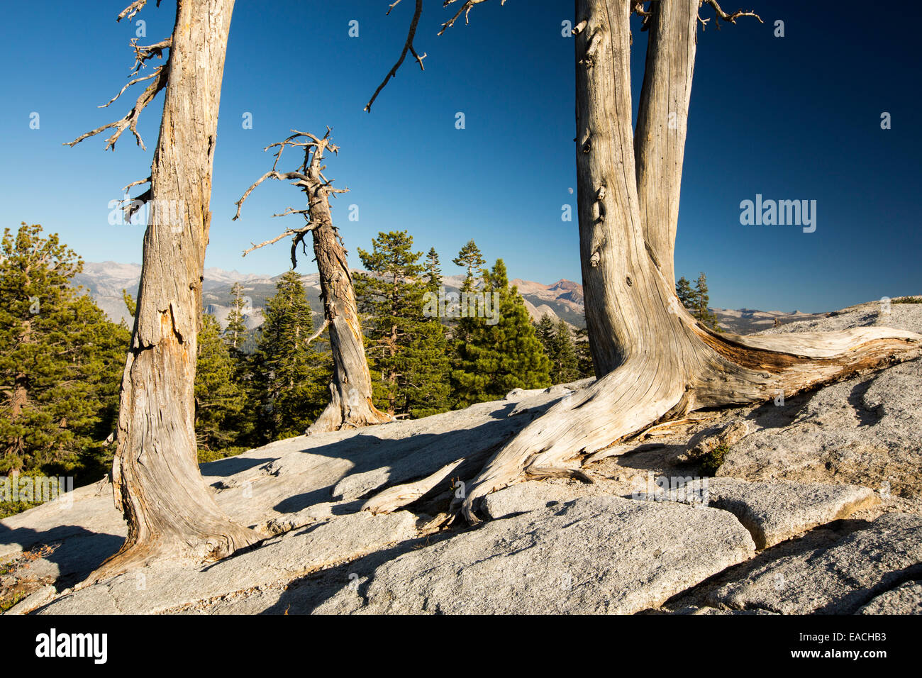 Gli alberi morti su Sentinel Dome in Yosemite National Park, California, Stati Uniti d'America. Foto Stock