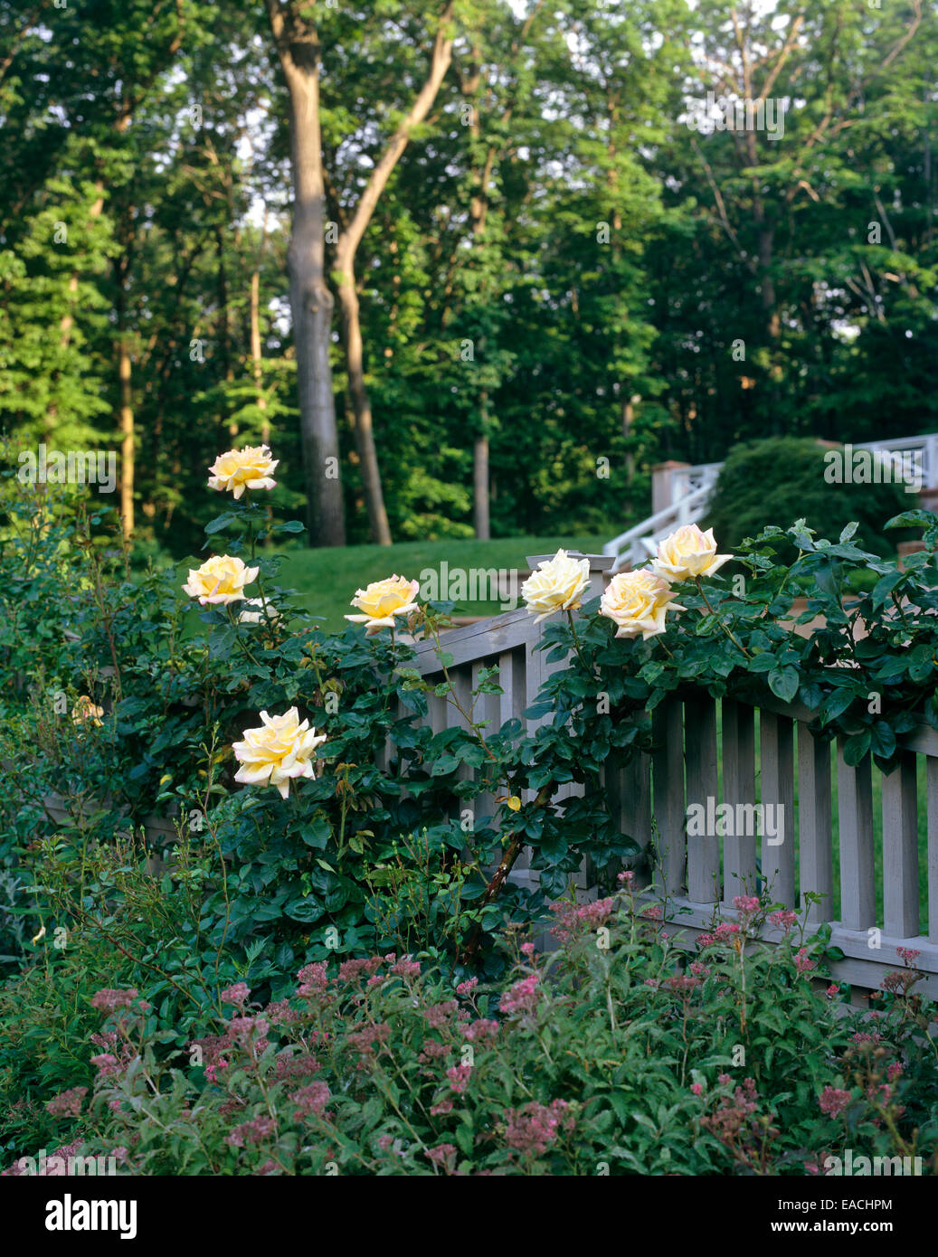 Rose in giardino Foto Stock