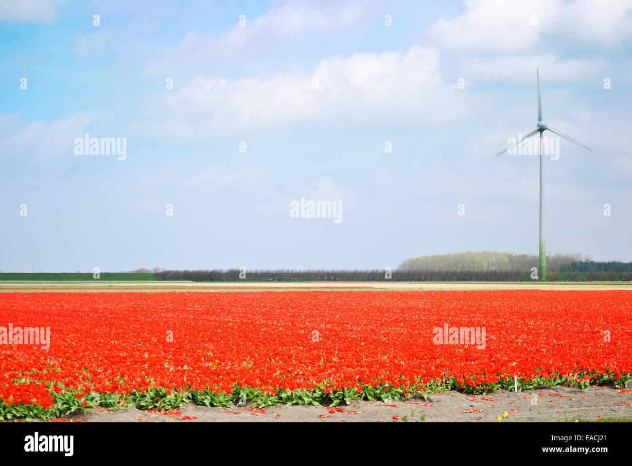 Il campo di fiori rossi in Olanda Foto Stock