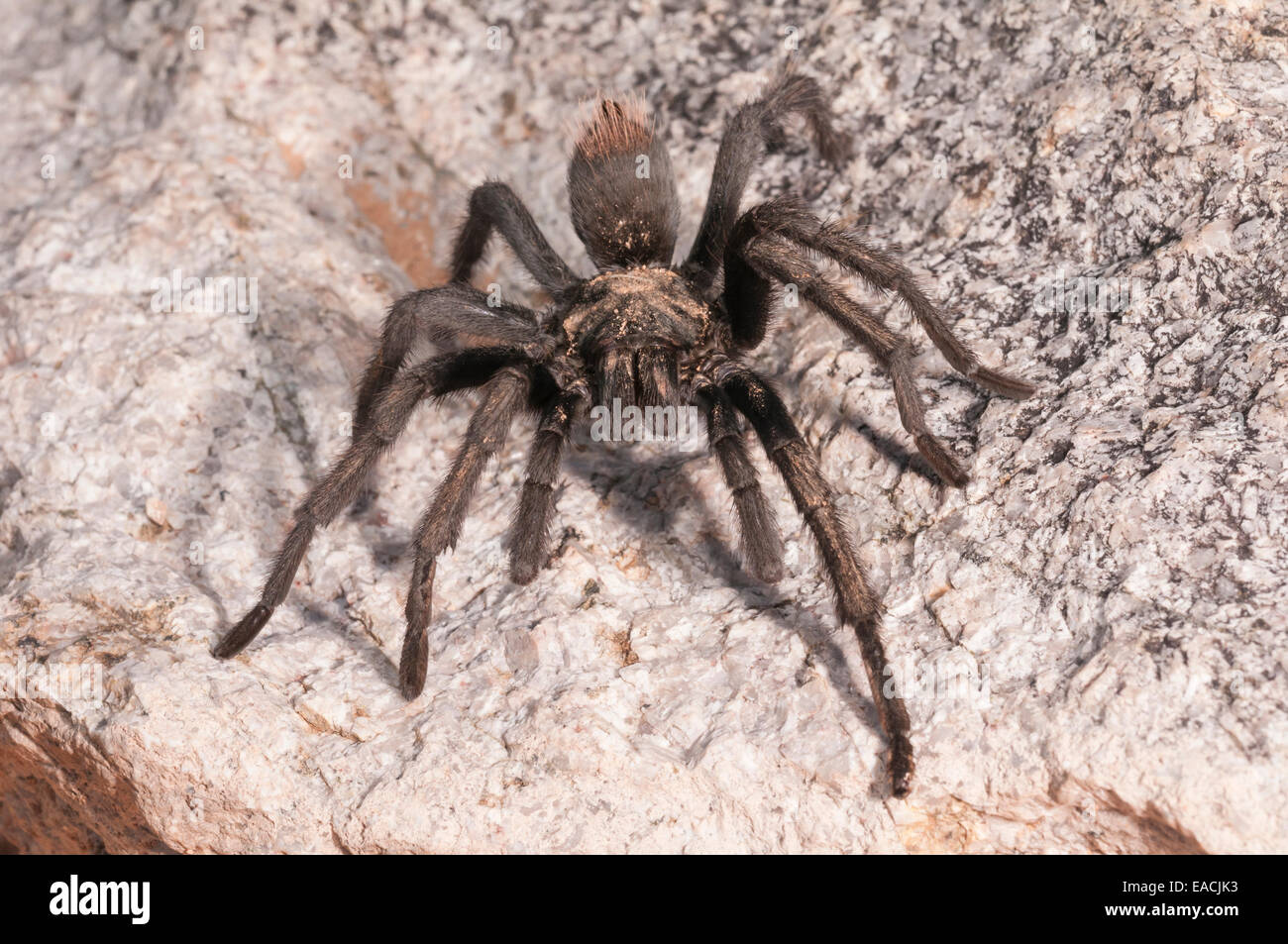 Deserto bionda tarantola, Aphonopelma chalcodes, Green Valley, Arizona, Stati Uniti; da in Arizona e Messico Foto Stock