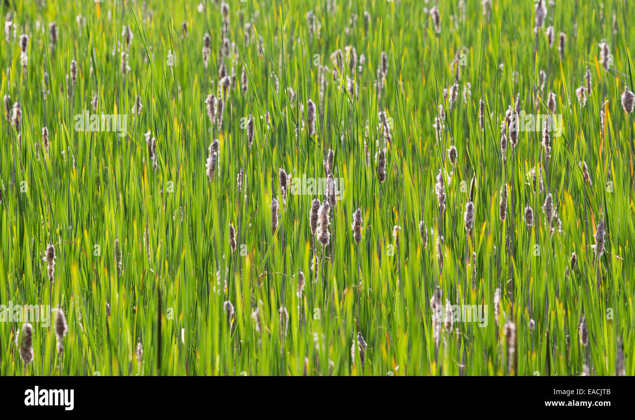 Bullrush comune o la tifa (Typha latifolia), Essex, Regno Unito Foto Stock