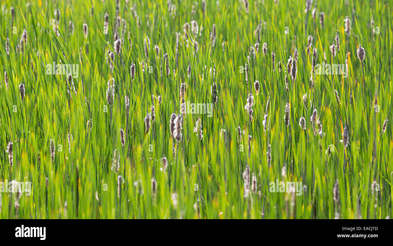 Bullrush comune o la tifa (Typha latifolia), Essex, Regno Unito Foto Stock
