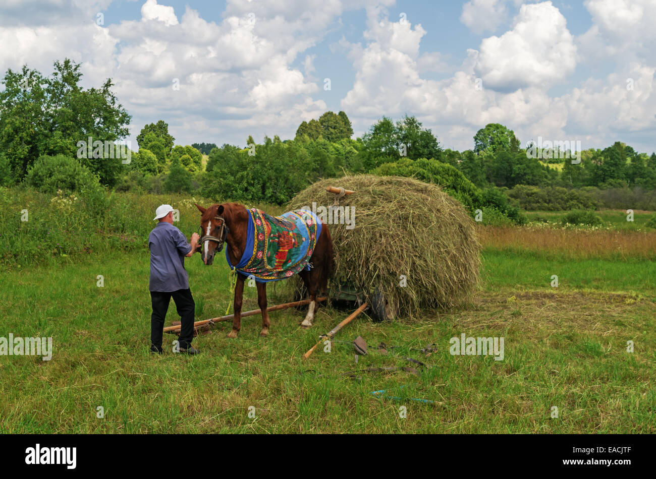Essiccazione del fieno, trasporto e haystacks per mucche e cavalli nel villaggio. Foto Stock