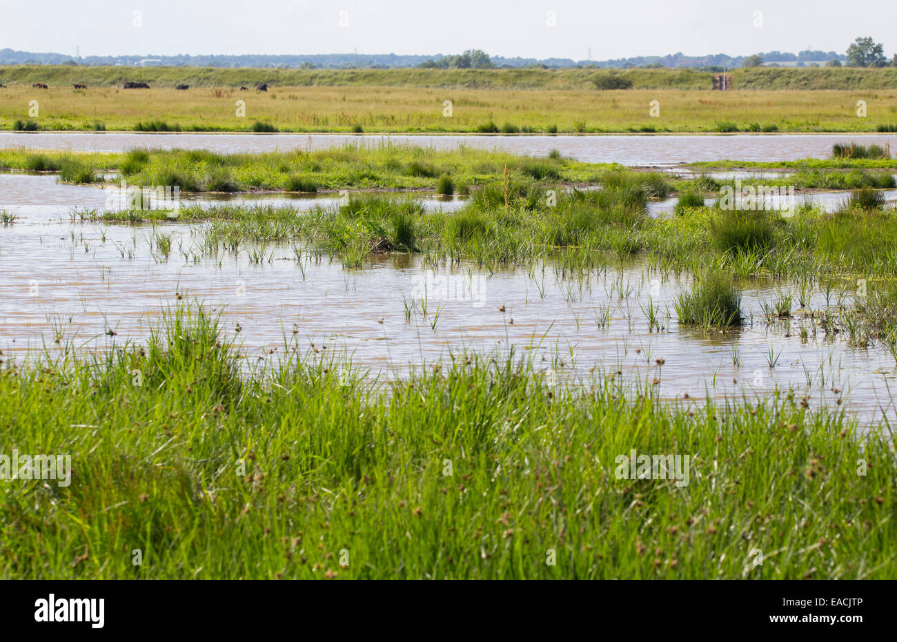 Zona umida e habitat palustri presso Old Hall paludi RSPB Riserva, Essex, Regno Unito Foto Stock