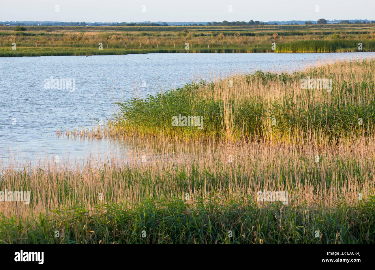Zona umida e habitat palustri con un reedbed a fragmite (Phragmites australis) presso Old Hall paludi RSPB Riserva, Essex, Regno K Foto Stock
