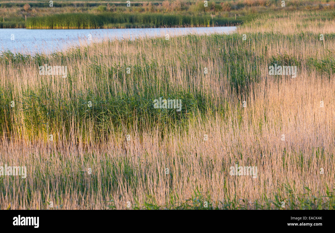 Zona umida e habitat palustri con un reedbed a fragmite (Phragmites australis) presso Old Hall paludi RSPB Riserva, Essex, Regno K Foto Stock