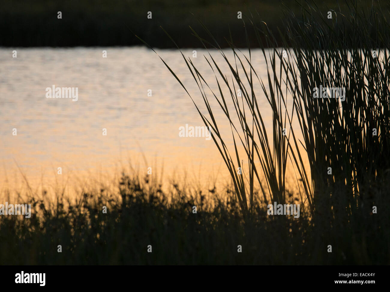 La luce del tramonto sulla zona umida e habitat palustri presso Old Hall paludi RSPB Riserva, Essex, Regno Unito Foto Stock