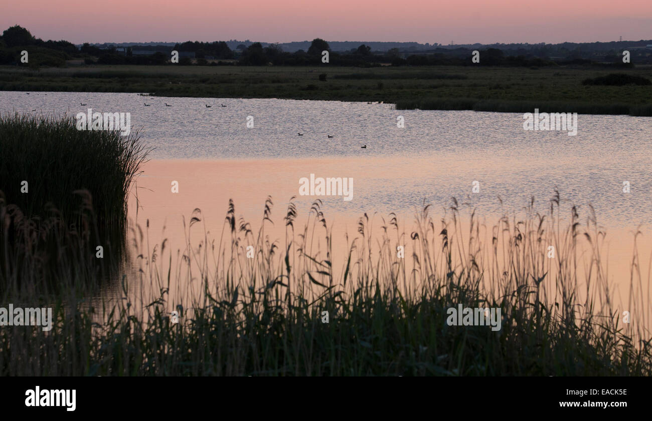 La luce del tramonto sulla zona umida e habitat palustri presso Old Hall paludi RSPB Riserva, Essex, Regno Unito Foto Stock