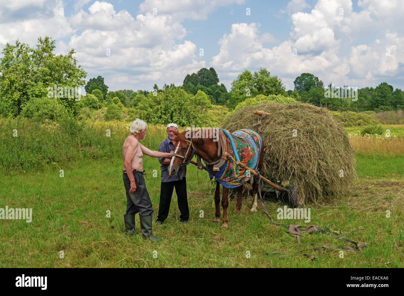 Essiccazione del fieno, trasporto e haystacks per mucche e cavalli nel villaggio. Foto Stock