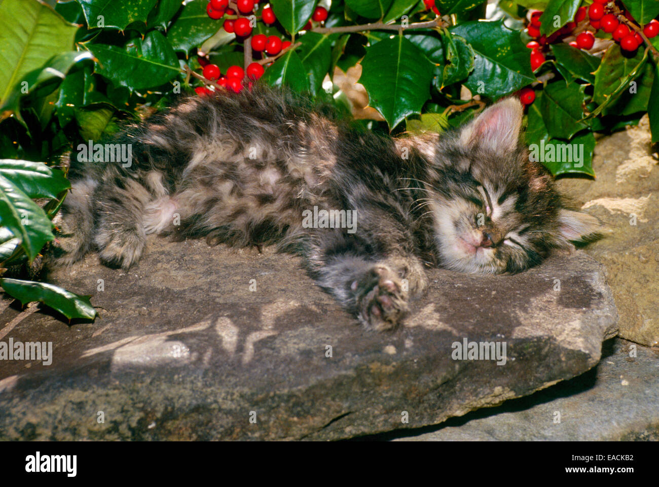 Grigio spogliato tabby kitten giacente sul muro di pietra a dormire con holly Foto Stock