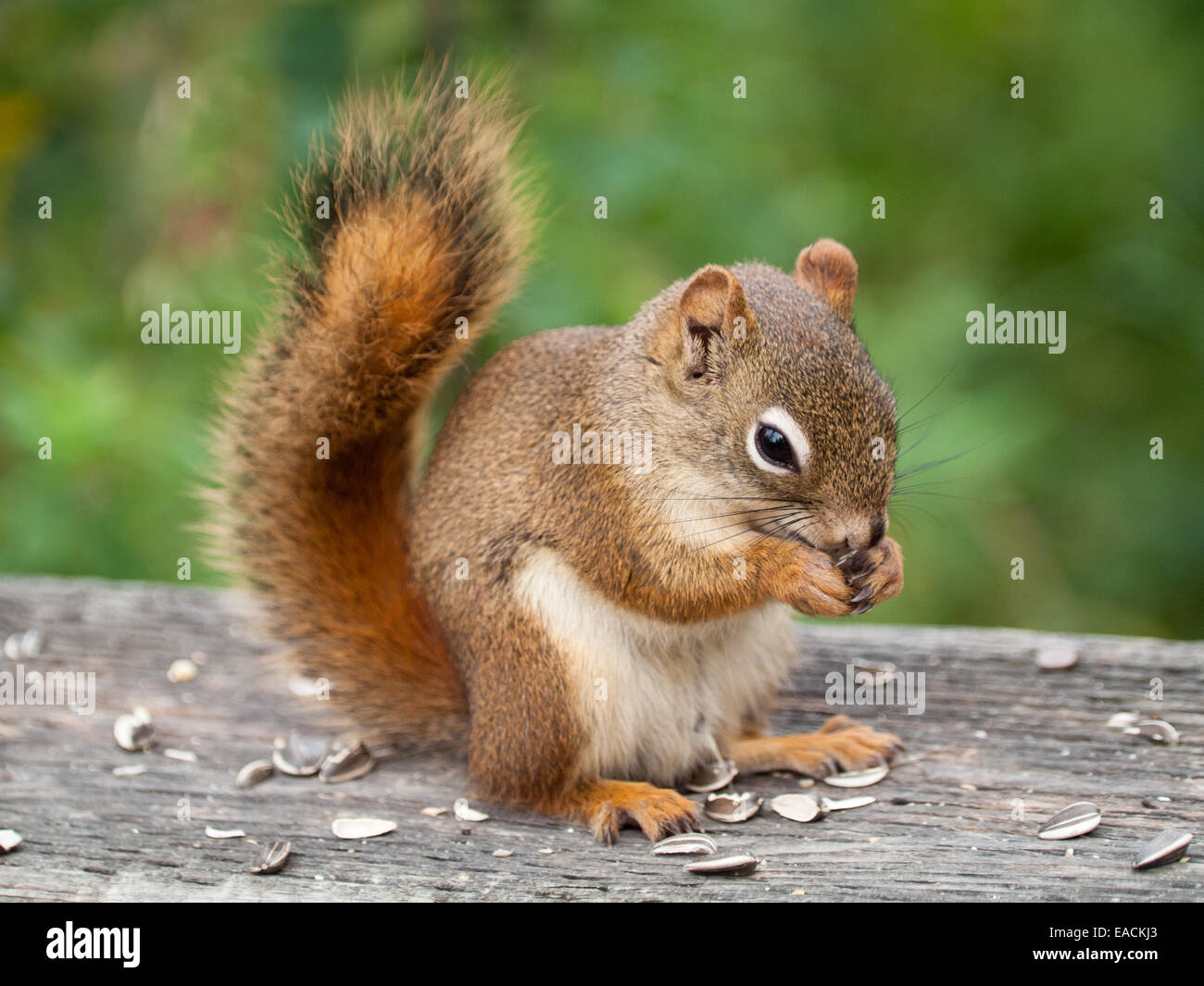 Un close-up di un americano scoiattolo rosso (Tamiasciurus hudsonicus) alimentazione di semi di girasole. Foto Stock