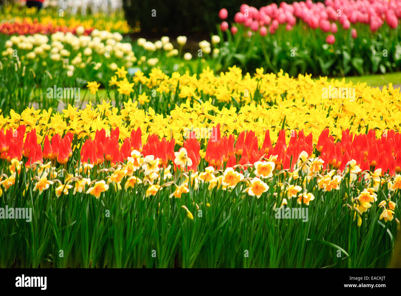 Fiori colorati in Keukenhof Foto Stock