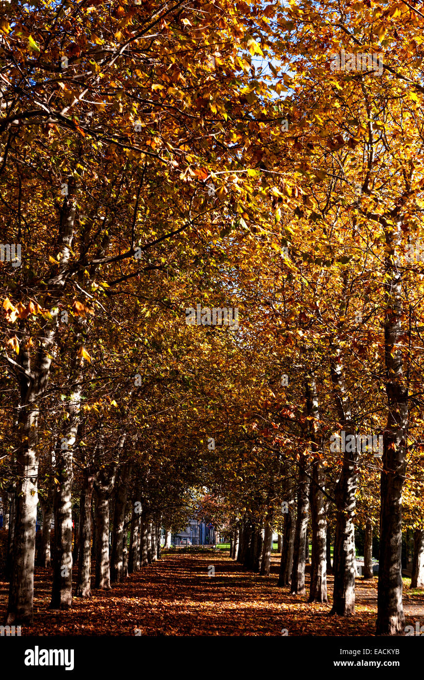 Autunno Praga Letná park, parco di Praga autunno alley alberi, Repubblica Ceca Foto Stock