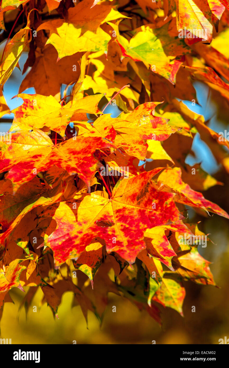 Colori foglie d'autunno foglie d'acero foglie rosse gialle Foto Stock
