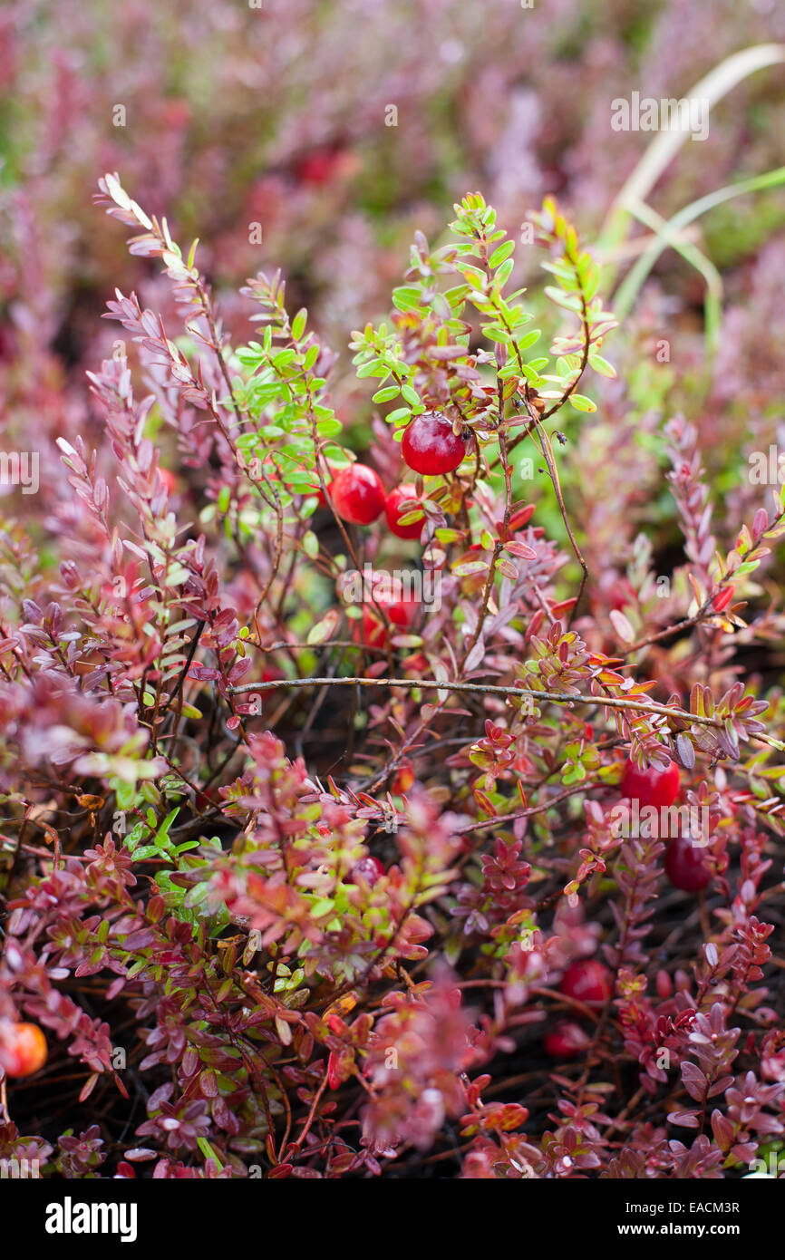Mirtilli rossi selvatici che crescono in un campo Foto Stock