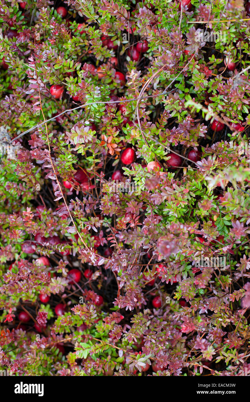 Cranberries cresce allo stato selvatico Foto Stock