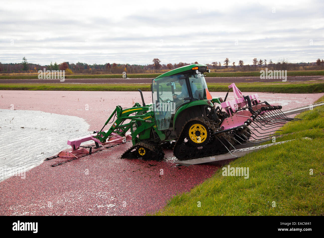 Il trattore entra inondati di mirtillo palustre marsh Foto Stock