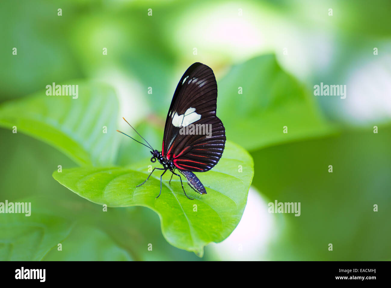 Red portalettere butterfly Heliconius Erato Notabilis in foglia verde all'aperto Foto Stock