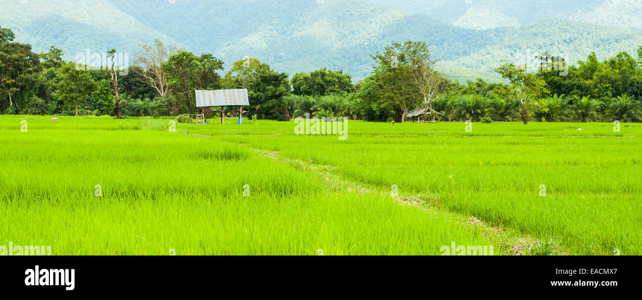 Immagine di risone nelle zone rurali della Thailandia. Foto Stock