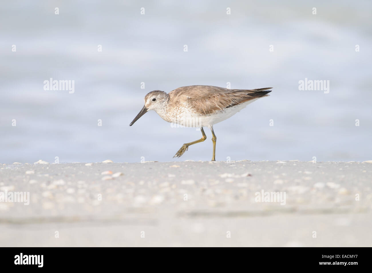 Willet, Tringa semipalmata, sulla spiaggia e nel surf della costa occidentale del Golfo del Messico, a Fort De Soto, Florida, Stati Uniti d'America Foto Stock